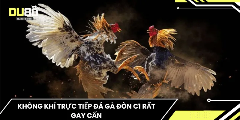 Không khí trực tiếp đá gà đòn C1 rất gay cấn