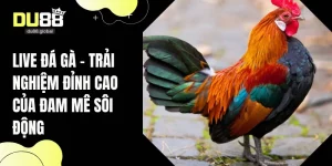live đá gà